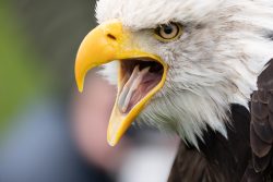 Greifvogelfotografie  Fürstenfeldbruck Naturfototage Nahaufnahme eines rufenden Weißkopfseeadlers im Profil
