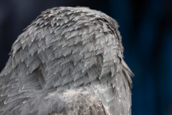 Greifvogelfotografie  Fürstenfeldbruck Naturfototage Rückansicht eines Vogels mit grauem Gefieder