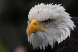 Greifvogelfotografie  Fürstenfeldbruck Naturfototage Weißkopfseeadler Nahaufnahme mit scharfem Blick und gelbem Schnabel