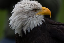 Greifvogelfotografie  Fürstenfeldbruck Naturfototage Weißkopfseeadler mit gelbem Schnabel in Nahaufnahme