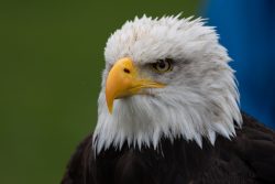 Greifvogelfotografie  Fürstenfeldbruck Naturfototage Nahaufnahme eines Weißkopfseeadlers mit gelbem Schnabel