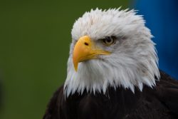 Greifvogelfotografie  Fürstenfeldbruck Naturfototage Nahaufnahme eines Weißkopfseeadlers mit scharfem Blick und gelbem Schnabel