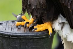 Greifvogelfotografie  Fürstenfeldbruck Naturfototage Adlerklauen auf schwarzer Oberfläche, Nahaufnahme