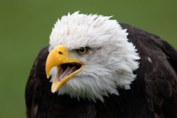 Greifvogelfotografie  Fürstenfeldbruck Naturfototage Weißkopfseeadler mit offenem Schnabel auf grünem Hintergrund