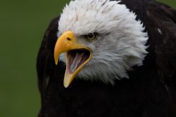 Greifvogelfotografie  Fürstenfeldbruck Naturfototage Weißkopfseeadler in Nahaufnahme mit offenem Schnabel
