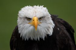 Greifvogelfotografie  Fürstenfeldbruck Naturfototage Nahaufnahme eines Weißkopfseeadlers mit grimmigem Blick