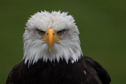 Greifvogelfotografie  Fürstenfeldbruck Naturfototage Weißkopfseeadler mit intensivem Blick vor grünem Hintergrund