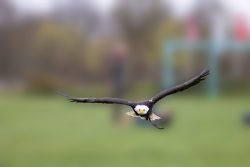 Greifvogelfotografie  Fürstenfeldbruck Naturfototage Weißkopfseeadler fliegt tief über Grasfläche im Freien