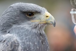Greifvogelfotografie  Fürstenfeldbruck Naturfototage Close-up eines Greifvogels mit grauem Gefieder und scharfem Blick