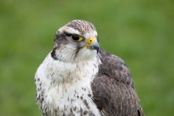 Greifvogelfotografie  Fürstenfeldbruck Naturfototage Nahaufnahme eines Falken mit grauem Gefieder und gelbem Schnabel auf grünem Hintergrund