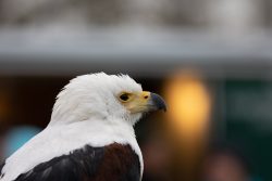 Greifvogelfotografie  Fürstenfeldbruck Naturfototage Nahaufnahme eines Fischadlers mit unscharfem Hintergrund