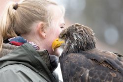 Greifvogelfotografie  Fürstenfeldbruck Naturfototage Frau hält furchtlosen Adler auf ihrer Schulter
