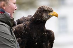 Greifvogelfotografie  Fürstenfeldbruck Naturfototage Frau mit Adler auf Schulter in Nahaufnahme