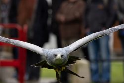 Greifvogelfotografie  Fürstenfeldbruck Naturfototage Fliegender Falke in Nahaufnahme mit unscharfem Hintergrund