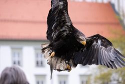 Greifvogelfotografie  Fürstenfeldbruck Naturfototage Nahaufnahme eines fliegenden Adlers vor einem Gebäude mit rotem Dach