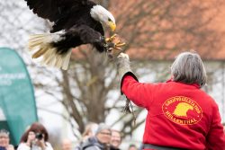Greifvogelfotografie  Fürstenfeldbruck Naturfototage Weißkopfseeadler landet auf Falknenhandschuh vor Publikum