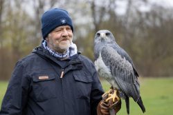 Greifvogelfotografie  Fürstenfeldbruck Naturfototage Mann mit blauer Mütze hält großen Raubvogel auf der Hand