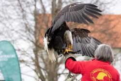 Greifvogelfotografie  Fürstenfeldbruck Naturfototage Mensch mit roter Jacke hält einen majestätischen Adler auf dem Arm