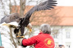 Greifvogelfotografie Fürstenfeldbruck Naturfototage Mensch mit roter Jacke hält einen majestätischen Adler auf dem Arm