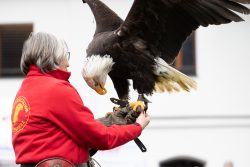 Greifvogelfotografie Fürstenfeldbruck Naturfototage Mensch mit roter Jacke hält einen majestätischen Adler auf dem Arm