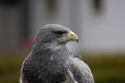 Greifvogelfotografie  Fürstenfeldbruck Naturfototage Porträt eines imposanten Raubvogels mit grauen Federn