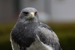 Greifvogelfotografie  Fürstenfeldbruck Naturfototage Nahaufnahme eines majestätischen Greifvogels mit grauem Gefieder
