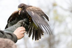 Greifvogelfotografie  Fürstenfeldbruck Naturfototage Mann mit Lederhandschuh hält Raubvogel mit weit geöffneten Flügeln