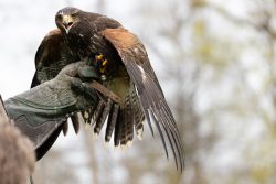 Greifvogelfotografie Fürstenfeldbruck Naturfototage Falkner hält Harris Hawk auf Handschuh bei Vorführung