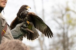 Greifvogelfotografie Fürstenfeldbruck Naturfototage Falkner hält Harris Hawk auf Handschuh bei Vorführung
