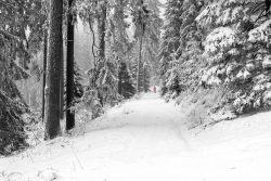 Landschaftsfotografie Großer Feldberg Taunus Winter Januar 2025 Verschneiter Waldweg mit einsamer Person in rotem Mantel