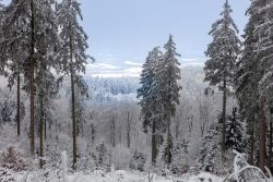 Landschaftsfotografie Großer Feldberg Taunus Winter Januar 2025 Verschneiter Wald mit Aussicht auf winterliche Landschaft