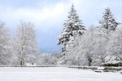 Landschaftsfotografie Großer Feldberg Taunus Winter Januar 2025 Schneebedeckter Wald mit Bäumen und Zaun an einem bewölkten Wintertag