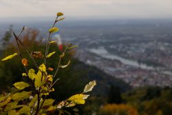 Heidelberg Natur- Architekturfotografie Herbstblätter mit unscharfer Stadtansicht und Fluss im Hintergrund