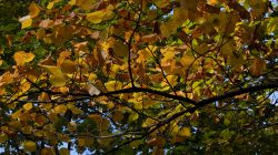 Heidelberg Natur- Architekturfotografie Nahaufnahme von herbstlichen Baumblättern in Gelb und Grün