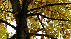 Heidelberg Natur- Architekturfotografie Bunte Herbstblätter an einem Baum