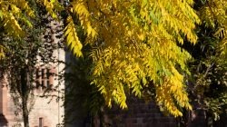 Heidelberg Natur- Architekturfotografie Herbstlaub einer Robinie vor historischem Gebäude