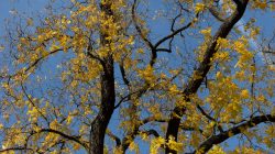 Heidelberg Natur- Architekturfotografie Baum mit gelben Blättern vor blauem Himmel