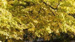 Heidelberg Natur- Architekturfotografie Nahaufnahme von herbstlich gefärbten, gelben Baumblättern