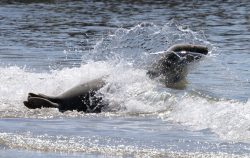 Helgolandreise August 2023 Eine Robbe genießt das kühle Nass und springt durch die Wellen Helgolandreise August 2023 Robbe spielt im Wasser und springt durch spritzende Wellen
