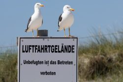 Helgolandreise August 2023 Zwei Möwen ruhen auf einem Schild mit Zutrittsverbot auf einem Flugplatz Helgolandreise August 2023 Zwei Möwen sitzen auf einem Schild auf einem Flugplatz