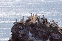 Helgolandreise August 2023 Basstölpel tummeln sich auf einer Felsklippe mit glänzendem Meer im Hintergrund Helgolandreise August 2023 Basstölpelkolonie auf Klippe am glitzernden Meer