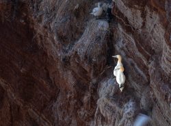 Helgolandreise August 2023 Basstölpel nisten auf einer felsigen Klippe nahe der Küste. Helgolandreise August 2023 Basstölpel auf Felsenklippe, einer sitzt oben, zwei unten