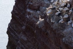 Helgolandreise August 2023 Eine Gruppe von Basstölpeln rastet auf den Felsen bei Helgoland Helgolandreise August 2023 Basstölpel auf Felsen am Meer bei Helgoland