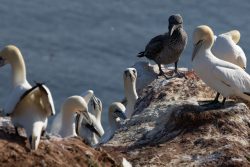 Helgolandreise August 2023 Eine Gruppe von Basstölpeln ruht auf einem Felsen in der Nordsee. Helgolandreise August 2023 Basstölpelkolonie auf Felsen in der Nordsee