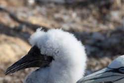 Helgolandreise August 2023 Ein junges Möwenküken mit flauschigem Gefieder vor unscharfem Hintergrund Helgolandreise August 2023 Nahaufnahme eines Möwenkükens mit flauschigem weißem Fell
