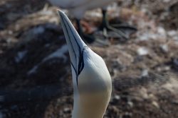 Helgolandreise August 2023 Ein Basstölpel auf einer felsigen Küste, der Kopf nach oben gerichtet Helgolandreise August 2023 Nahaufnahme eines Basstölpels im Profil, mit scharfem Schnabel und blauen Augen