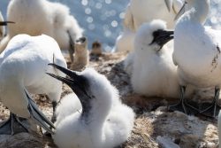 Helgolandreise August 2023 Zahlreiche Basstölpel und Küken ruhen auf einem Felsen an der Küste Helgolandreise August 2023 Basstölpelküken rufen auf Felsen unter erwachsenen Vögeln im Sonnenlicht aus