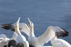 Helgolandreise August 2023 Einige Basstölpel ruhen sich auf einer Meeresklippe aus, ihre Flügel zum Himmel geöffnet Helgolandreise August 2023 Basstölpel Kolonie auf Klippe mit ausgebreiteten Flügeln