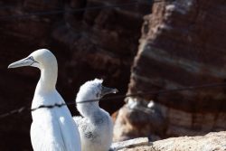 Helgolandreise August 2023 Ein Basstölpel mit seinem flauschigen Küken auf einer Felsklippe Helgolandreise August 2023 Basstölpel mit Küken auf einer Klippe vor Felsformation