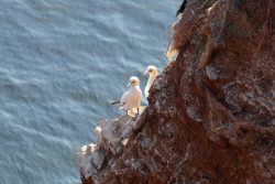 Helgolandreise August 2023 Ein Paar Basstölpel sitzt auf einer felsigen Klippe mit Blick auf das Meer. Helgolandreise August 2023 Zwei Basstölpel auf Felsen mit Meereshintergrund